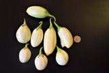 White Garden Egg (Eggplant)