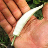 White Velvet Okra