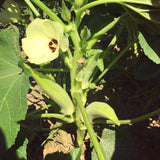 White Velvet Okra
