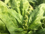 Winterspinat Haldenstein (Winter Spinach)