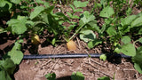 Yellow Carrot-Shaped Radish