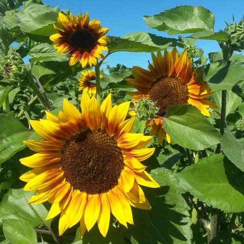 Tiger's Eye Sunflower Mix – Truelove Seeds