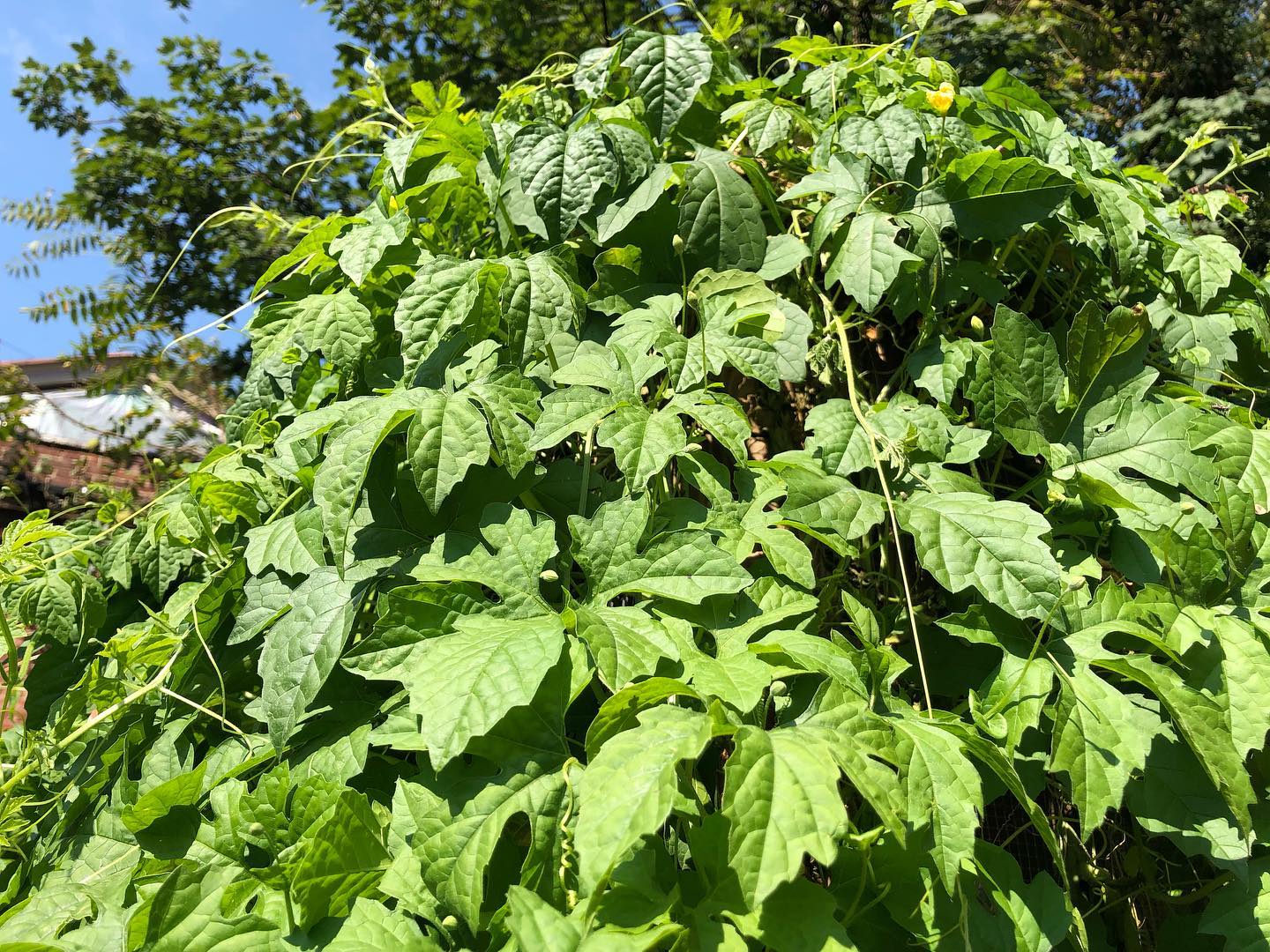 sera seed plant Cerasee (Bitter Melon Leaf) – Truelove Seeds