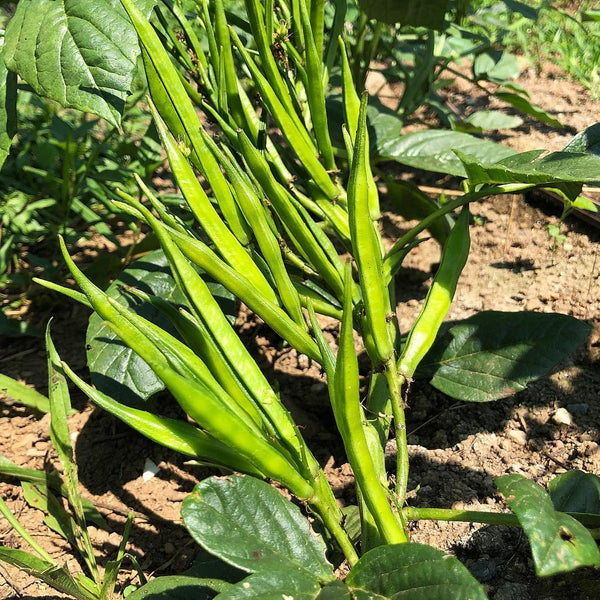 guar plant seed Guar (Indian Cluster Bean)