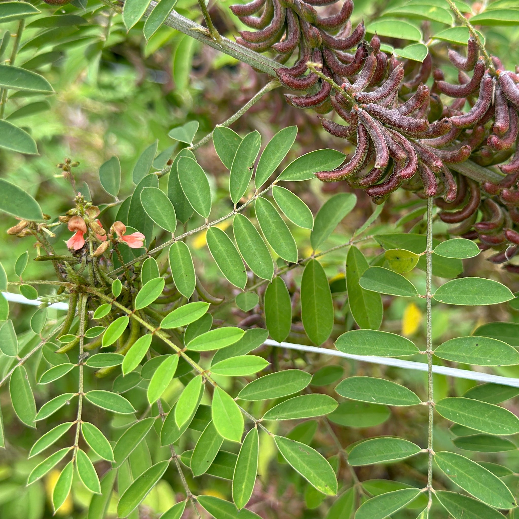 indigo plant seeds for sale Añil (Indigo) – Truelove Seeds