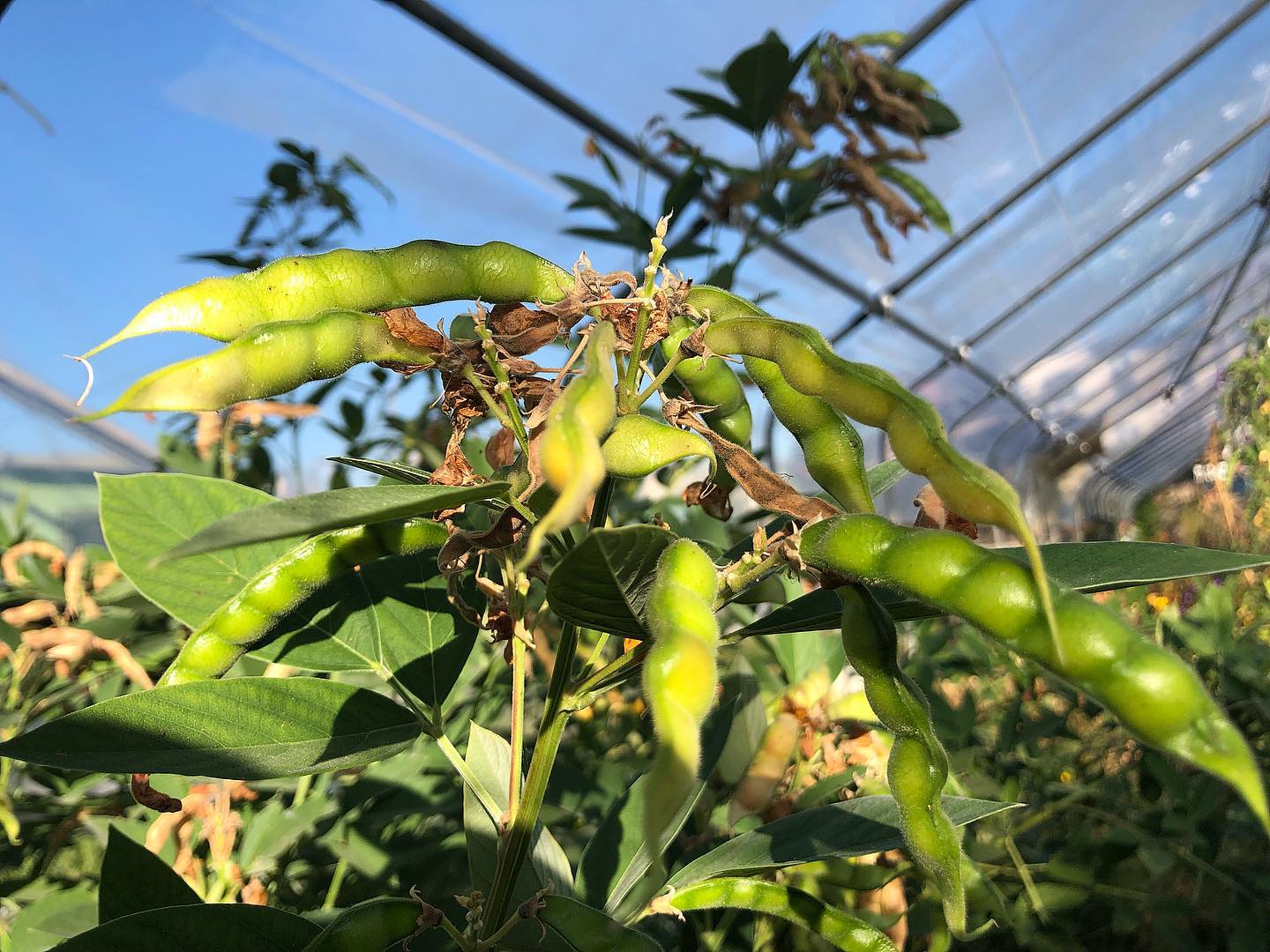 pigeon pea seeds for planting Green Pigeon Pea (Northern Adapted) – Truelove Seeds