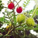 Espina Colorada (Litchi Tomato)