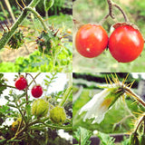 Espina Colorada (Litchi Tomato)