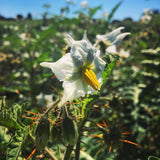 Espina Colorada (Litchi Tomato)