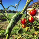 Espina Colorada (Litchi Tomato)