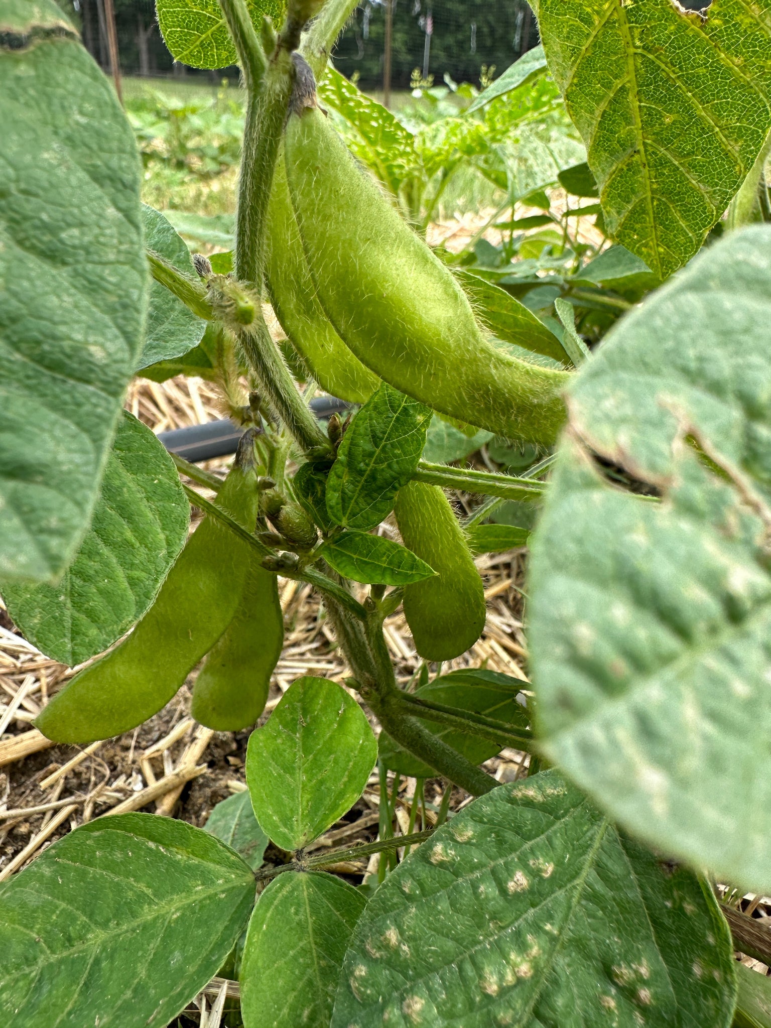 Midori Giant Edamame Truelove Seeds midori-giant-edamame-truelove-seeds