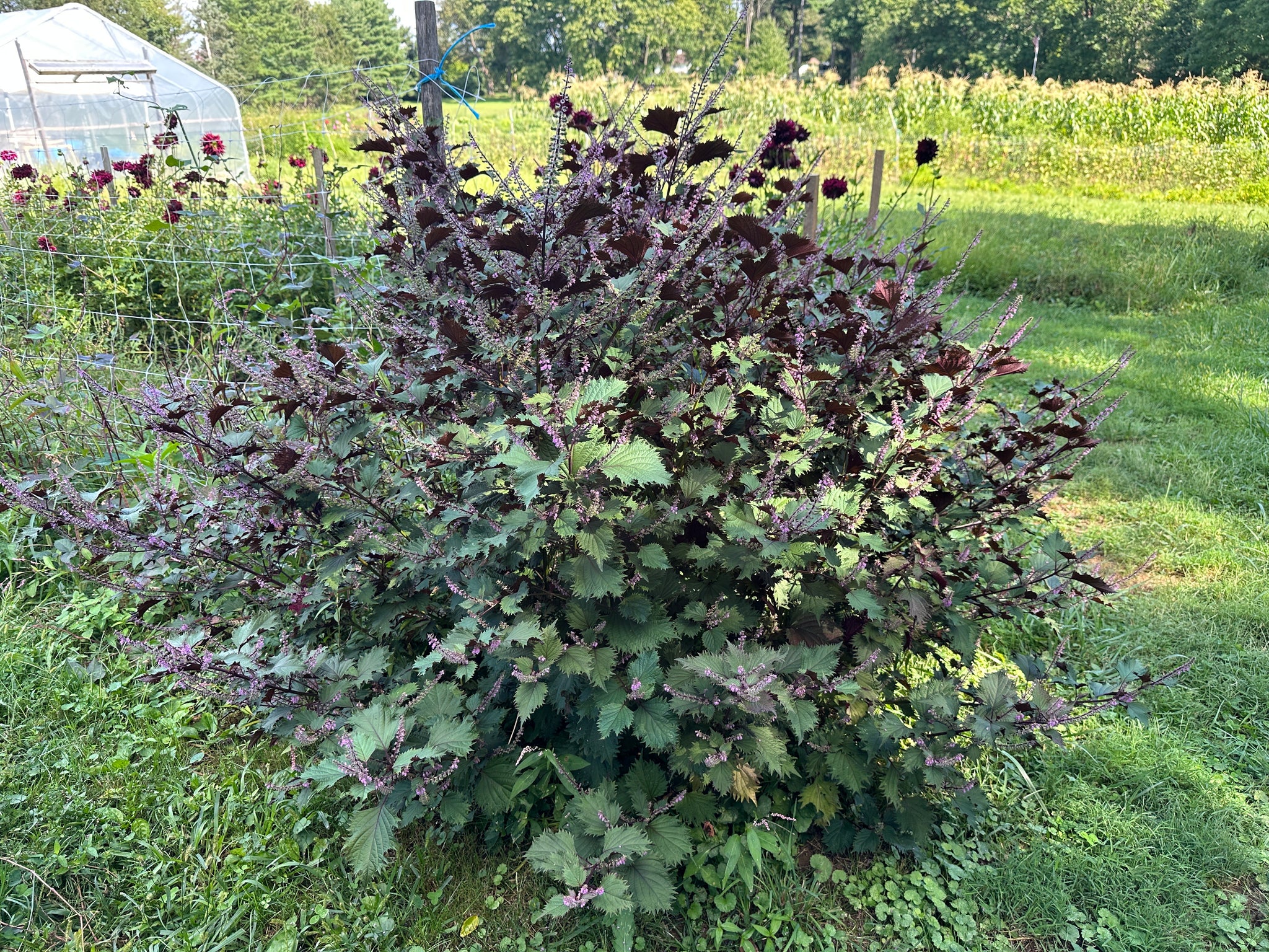Hojiso Shiso – Truelove Seeds