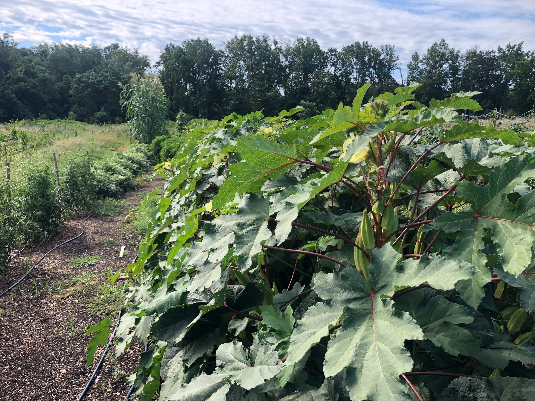 Alabama Red Okra Truelove Seeds alabama-red-okra-truelove-seeds