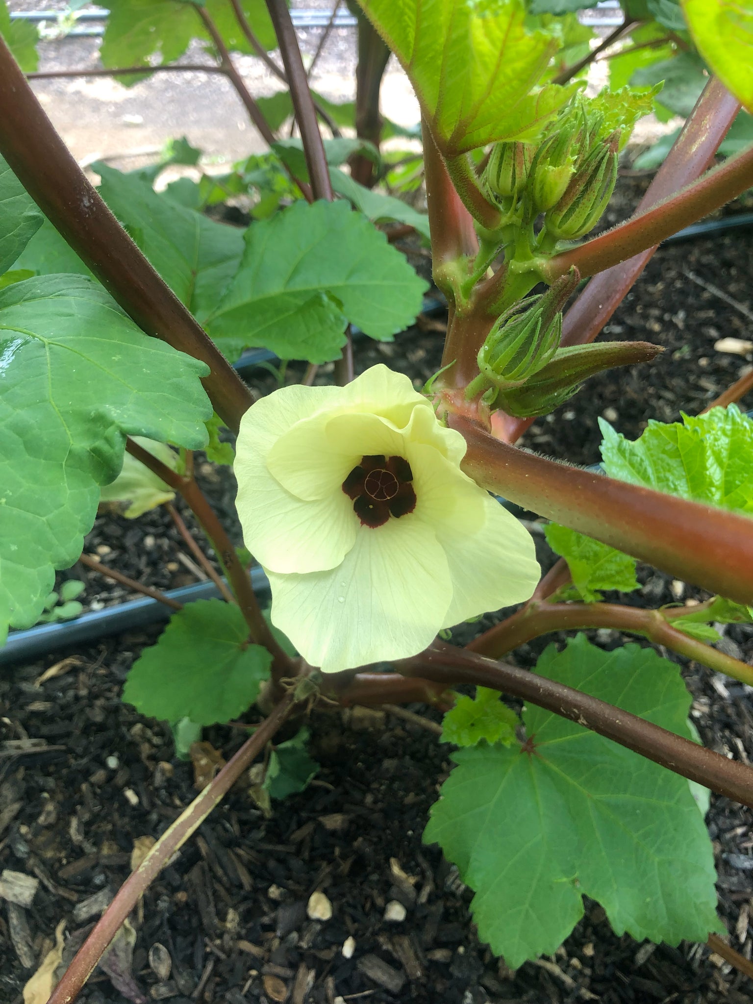 Alabama Red Okra Truelove Seeds alabama-red-okra-truelove-seeds