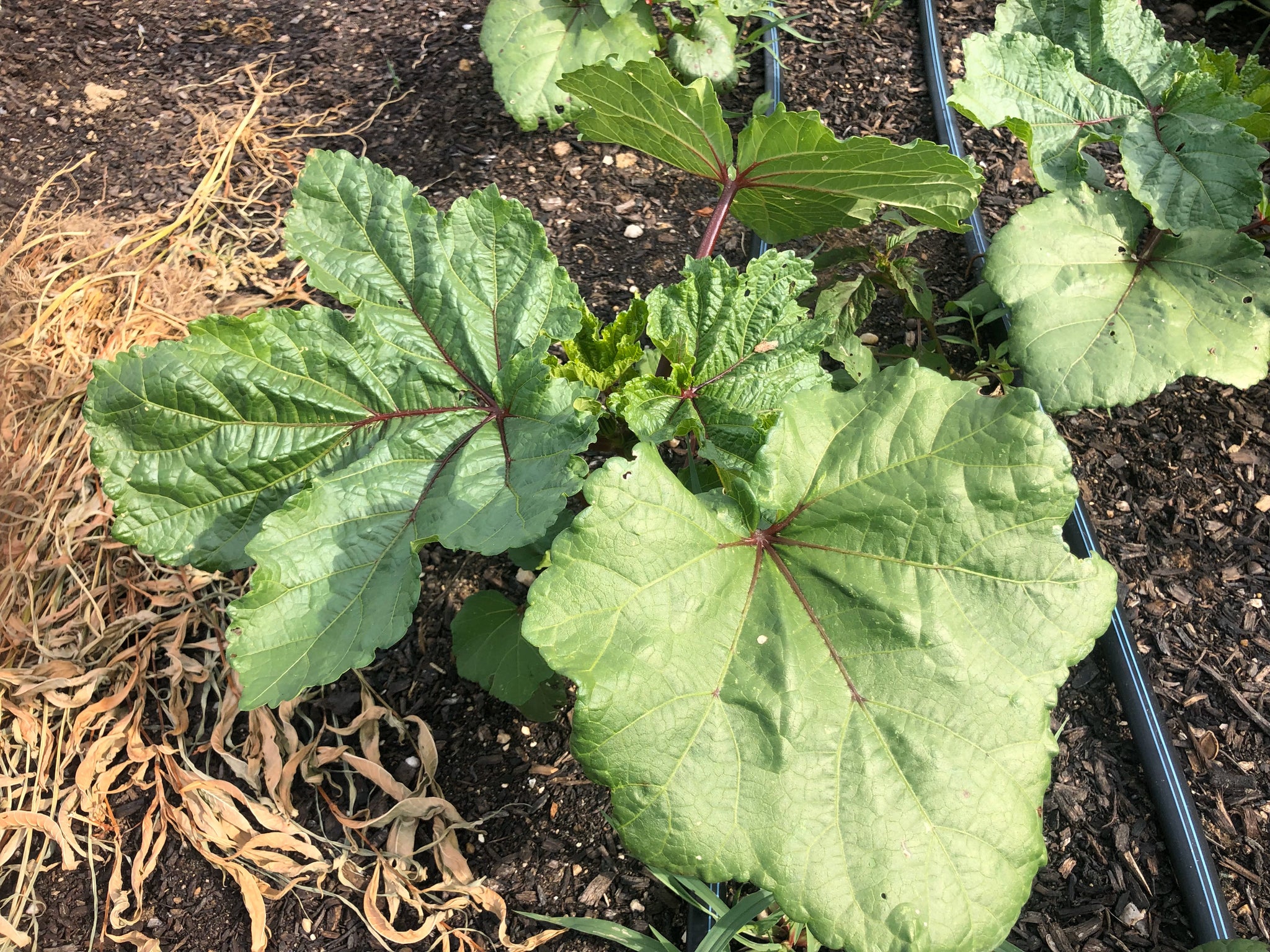 Alabama Red Okra Truelove Seeds alabama-red-okra-truelove-seeds