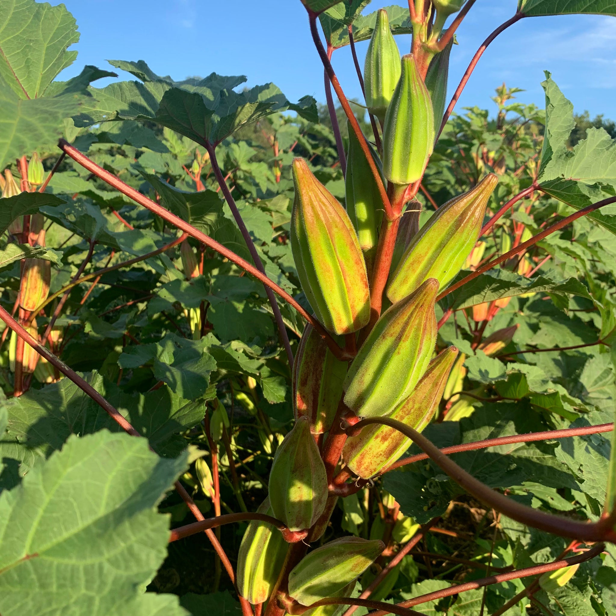 Alabama Red Okra Truelove Seeds alabama-red-okra-truelove-seeds