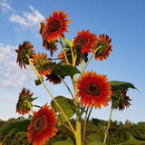 Autumn Beauty Sunflower