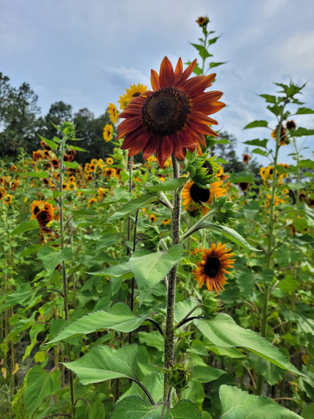 planting autumn beauty sunflower seeds Autumn Beauty Sunflower – Truelove Seeds