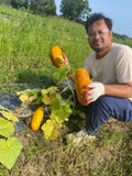 Bangladeshi Sosa Cucumber