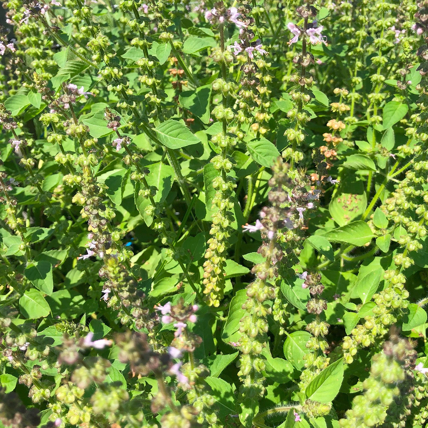 Besobela, Coarse (Ethiopia) – Truelove Seeds