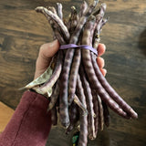 Karenni Purple Bean