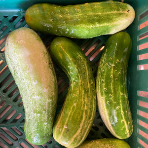 Bangladeshi Sosa Cucumber