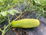Bangladeshi Sosa Cucumber