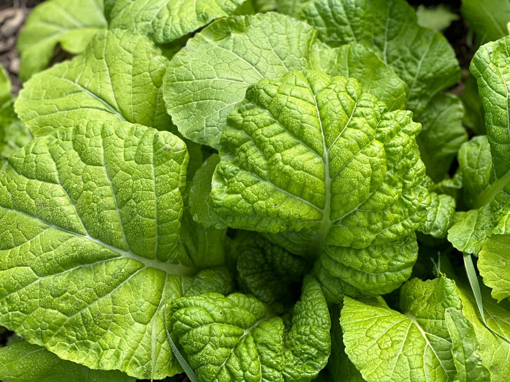 Takana Ras Yanagawa Takana Mustard – Truelove Seeds