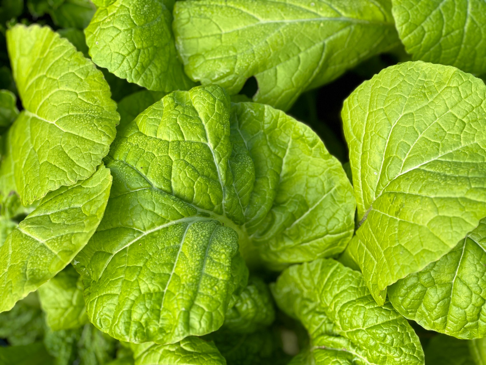 Takana Ras Yanagawa Takana Mustard – Truelove Seeds