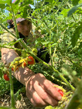 Espina Colorada (Litchi Tomato)