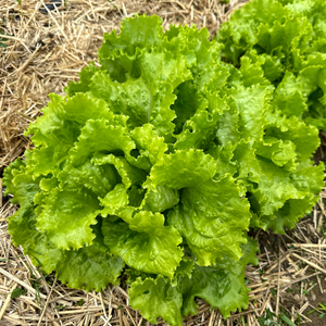 Hanson Lettuce