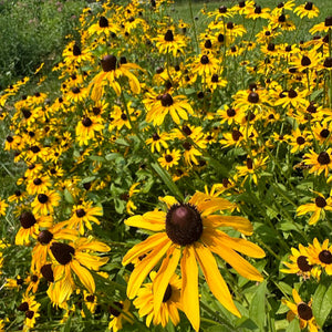 Black-Eyed Susan