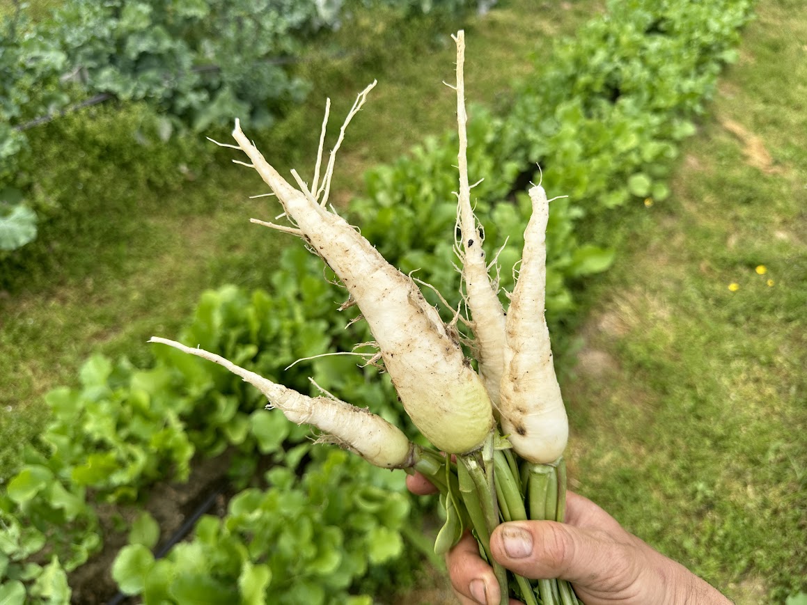 white radish seeds to plant White Radish (Fijil Abiyad)