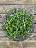 Moghadam Rocambole Garlic Bulbs *PREORDER*