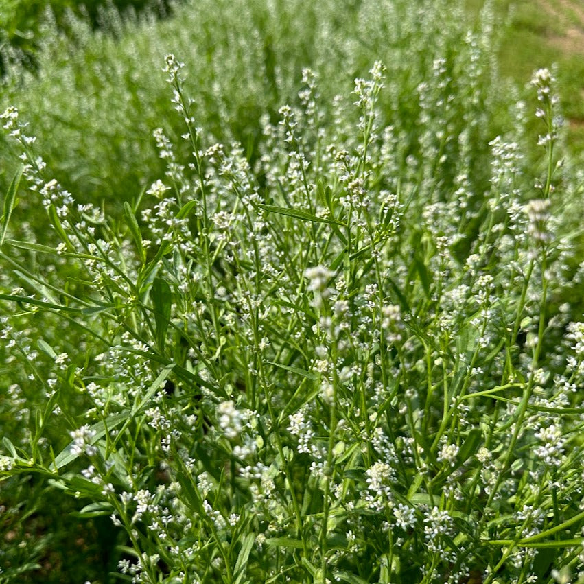 Rashad - Iraqi Cress – Truelove Seeds