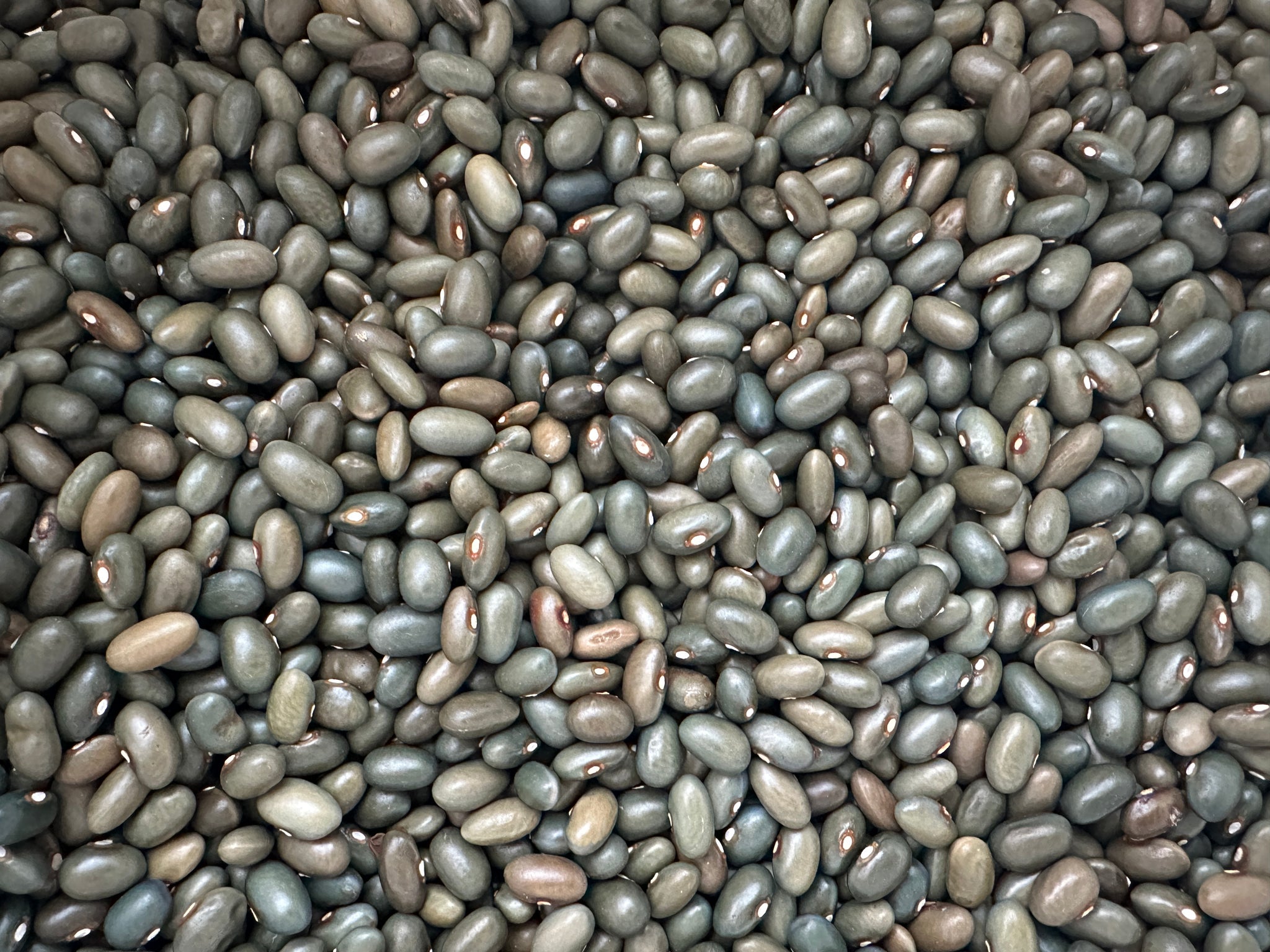 green bean seeds from plant Malawi Green Bean – Truelove Seeds