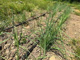 Gandana (Afghan Leek)