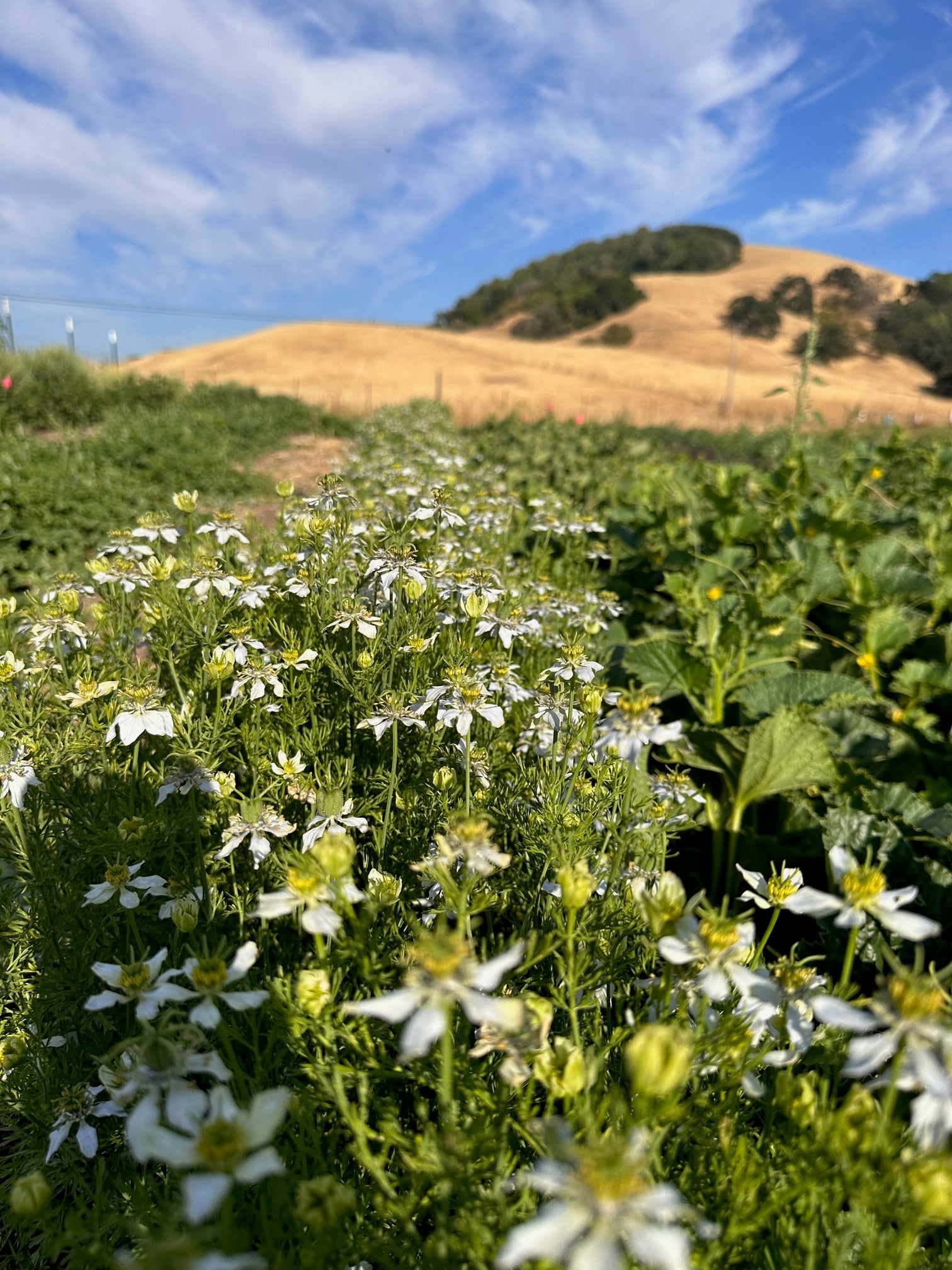 black cumin seed plant Kalonji (Black Seed/Nigella) – Truelove Seeds