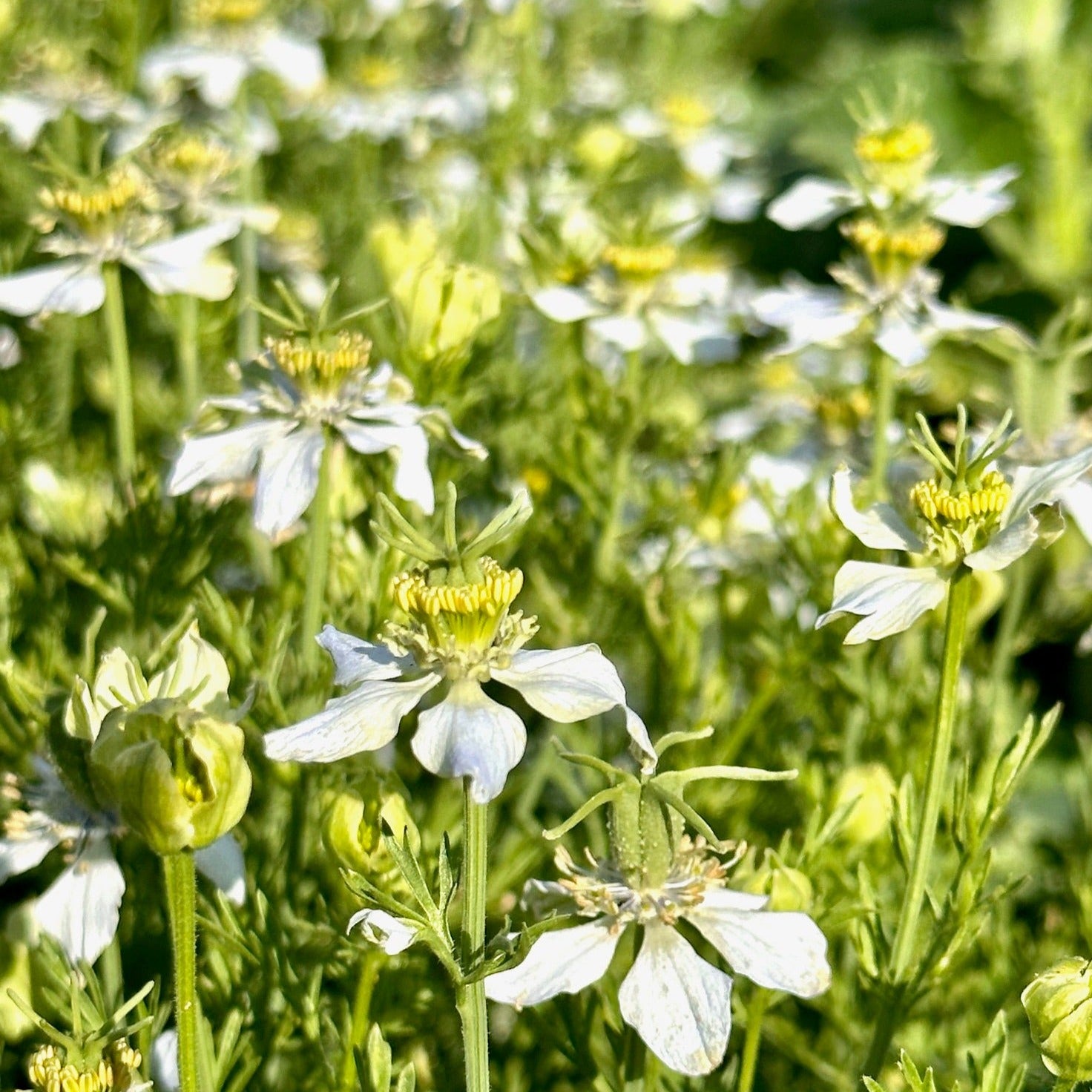 black cumin seed flower Kalonji (Black Seed/Nigella) – Truelove Seeds