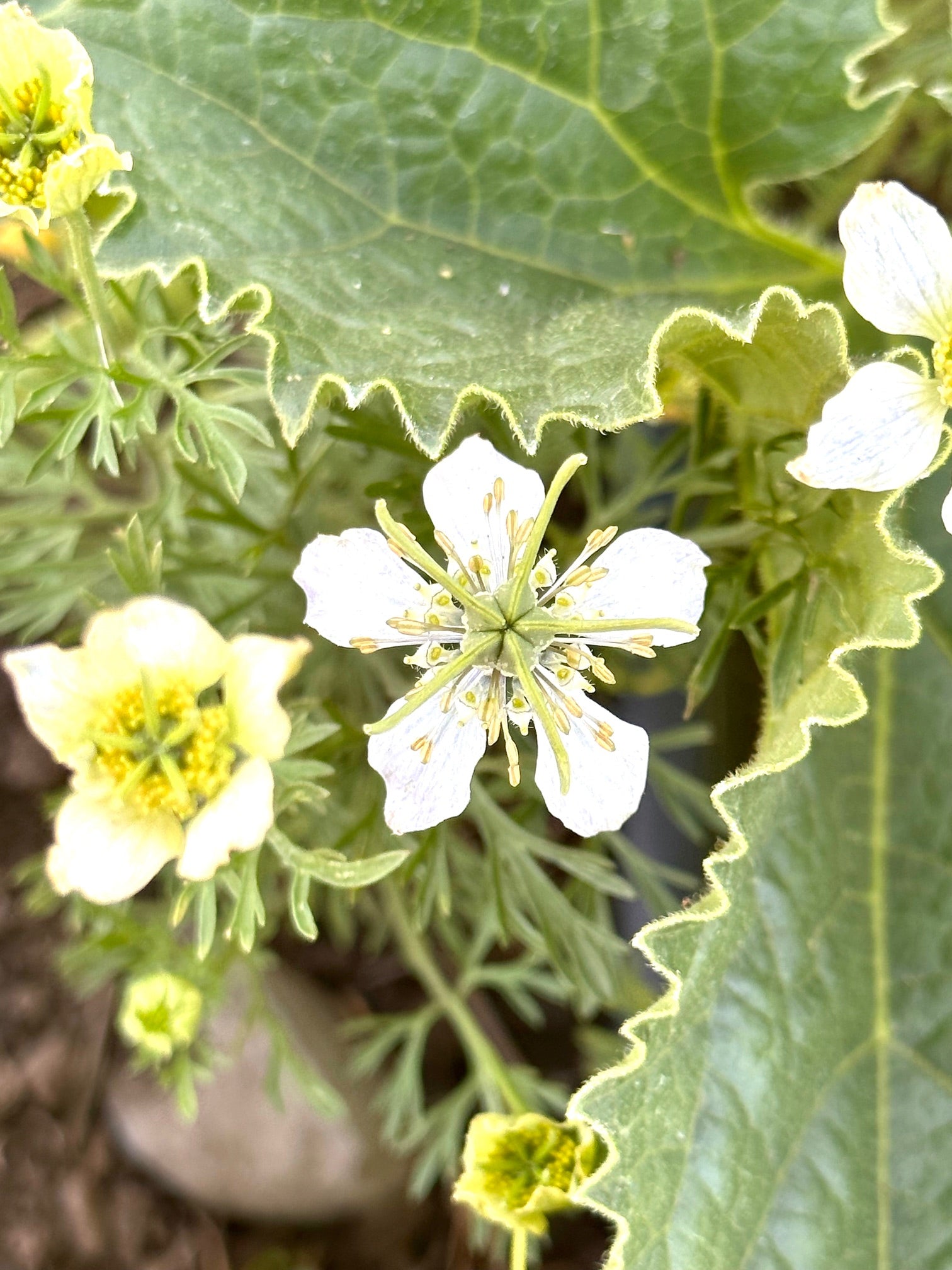 nigella seeds for planting Kalonji (Black Seed/Nigella) – Truelove Seeds