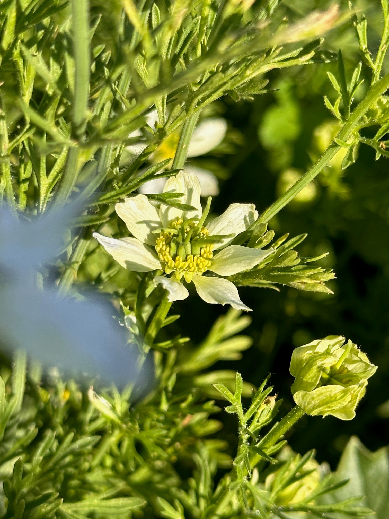 black seed plant images Kalonji (Black Seed/Nigella) – Truelove Seeds