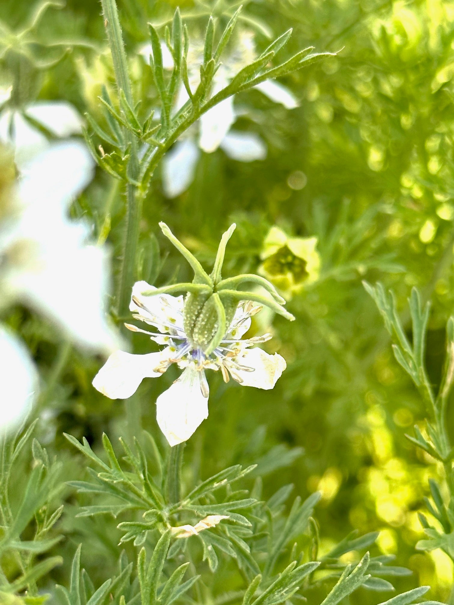 images of black seed plant Kalonji (Black Seed/Nigella) – Truelove Seeds