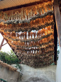 Moghadam Rocambole Garlic Bulbs *PREORDER*