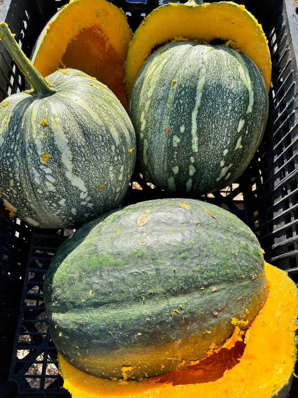 Jamaican Pumpkin – Truelove Seeds