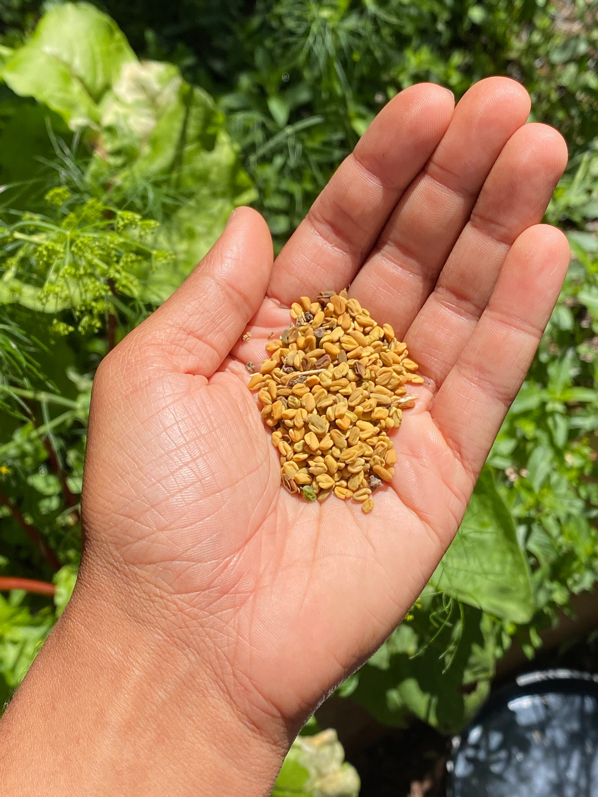 Shambalileh Iranian Fenugreek – Truelove Seeds