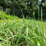 Gandana (Afghan Leek)