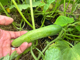 Persian Cucumber