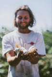 Moghadam Rocambole Garlic Bulbs *PREORDER*