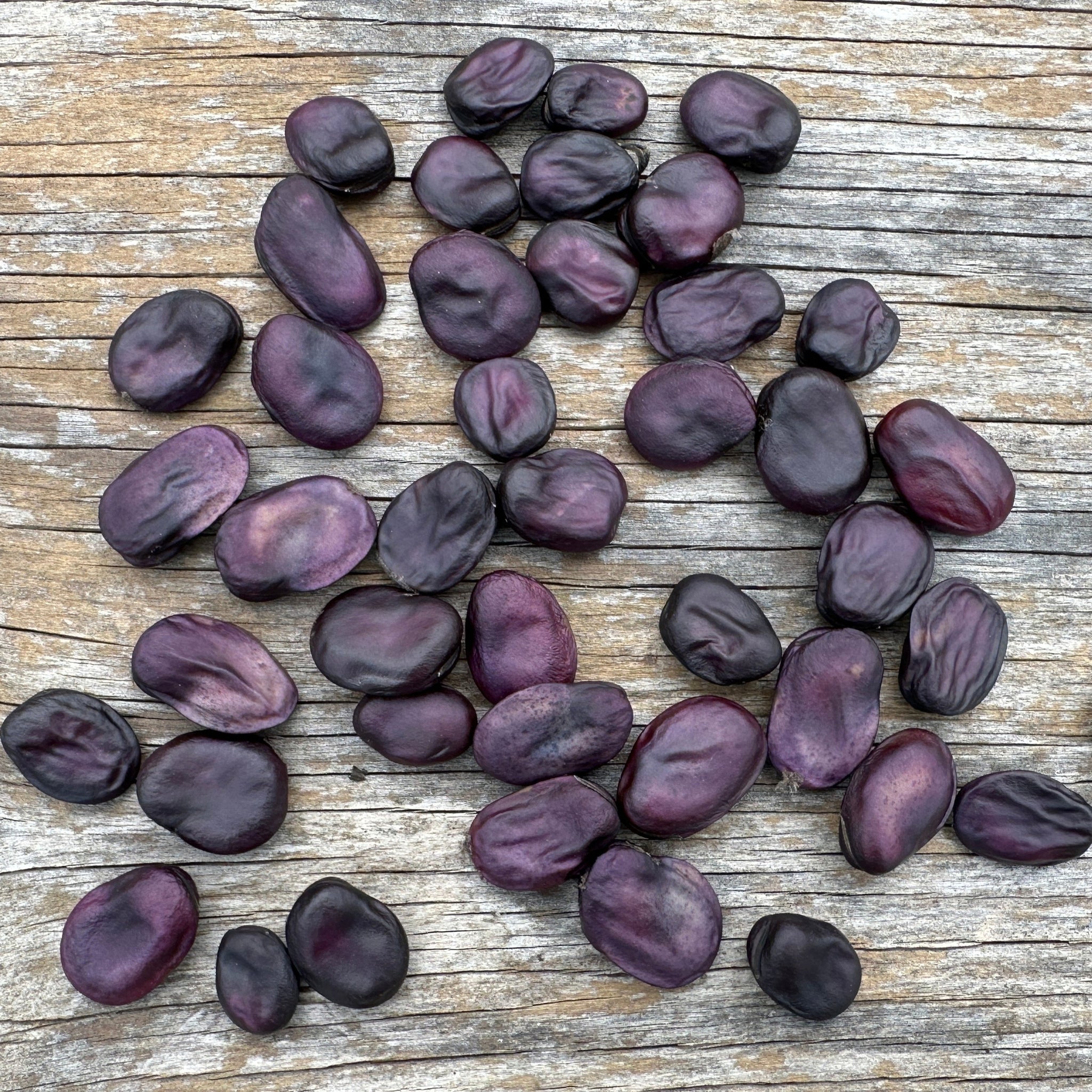 fava beans seeds for planting Precoce Mora Fava – Truelove Seeds