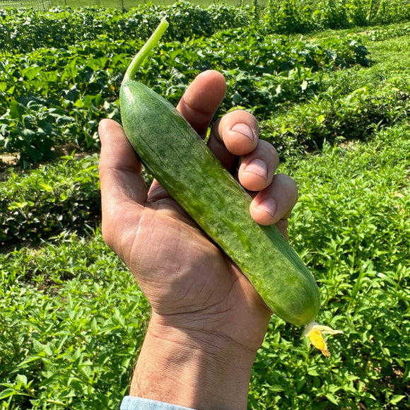 Persian Cucumber